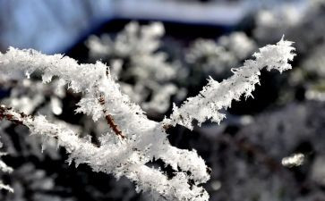 雪的读后感500字8篇
