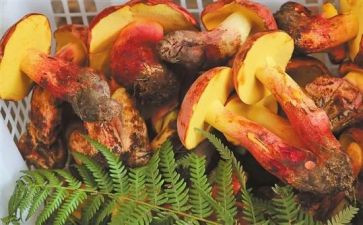 乡野生菌宣传活动总结5篇