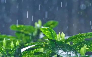 对雨的感受作文推荐6篇