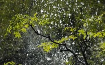雨读后感200字8篇