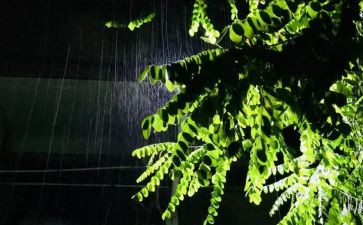 雨中的我作文450字5篇