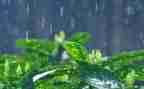对雨的感受作文模板6篇