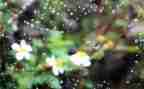 雨作文300字参考8篇