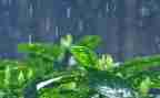 雨中班语言教案通用8篇