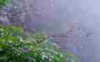 初二作文雨600字通用6篇