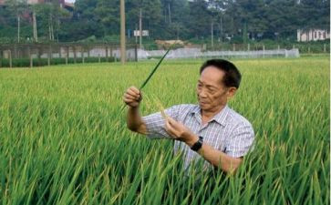 关于写袁隆平的演讲稿5篇