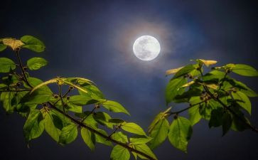 走月亮教案教案精选7篇