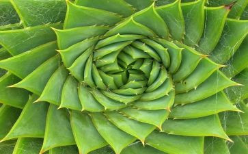 小学生描写植物的茎的作文5篇