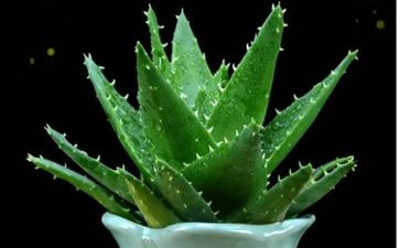 植物角教案参考7篇