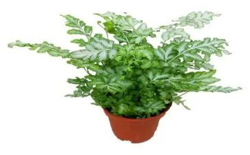 小学作文写植物的作文7篇