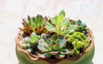 做我的植物的作文推荐7篇