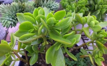 植物角活动总结6篇