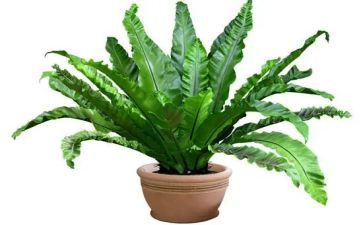 与植物为友作文7篇
