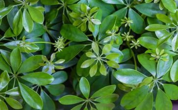 养植物的教案最新8篇