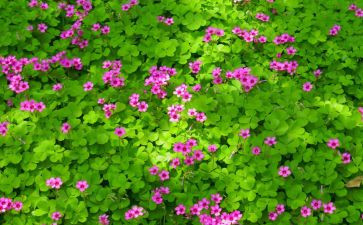 与植物为友作文模板7篇