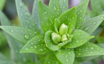 画植物的教案7篇