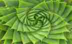 养植物的教案7篇