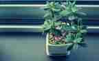 植物我的植物朋友作文模板8篇