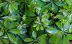 养植物的教案最新8篇