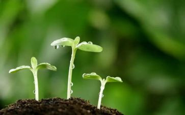 种下…的种子作文通用7篇