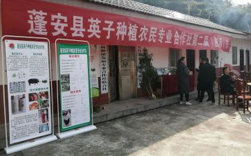 专合社调研报告范文推荐5篇