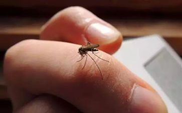 拍蚊子小班教案8篇