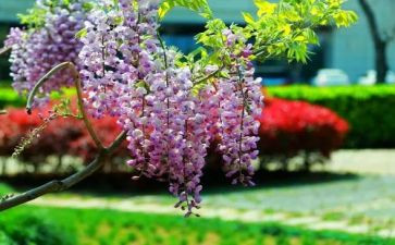 紫藤花手指画教案5篇