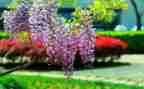 紫藤花手指画教案5篇